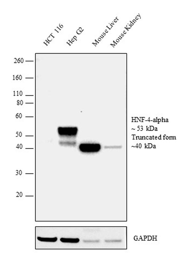 HNF4A Antibody in Western Blot (WB)