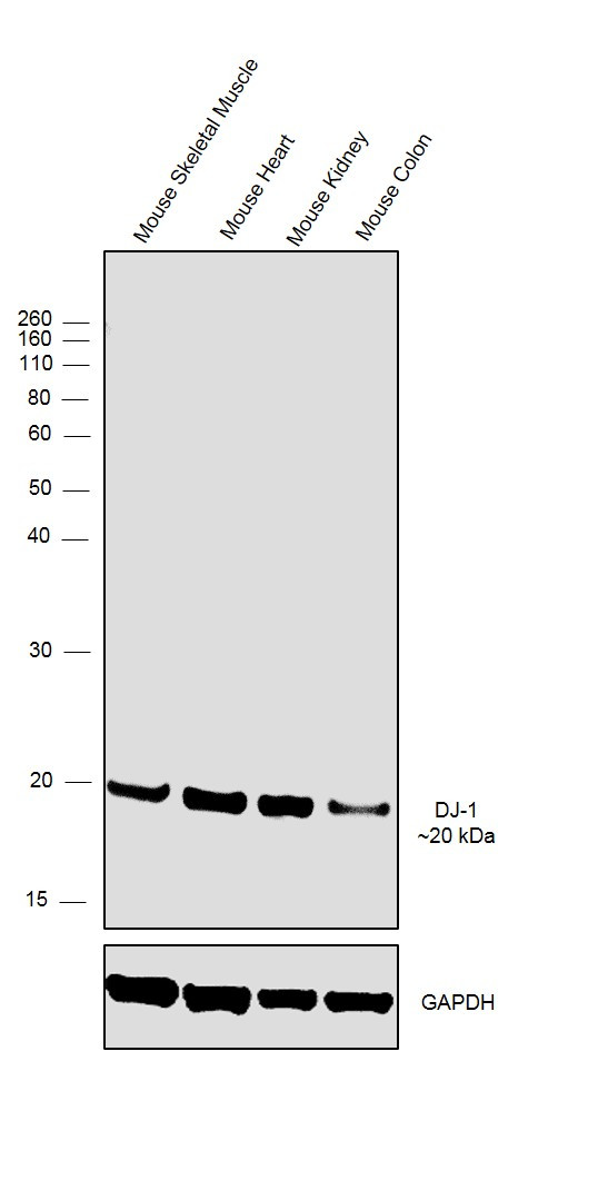 DJ-1 Antibody