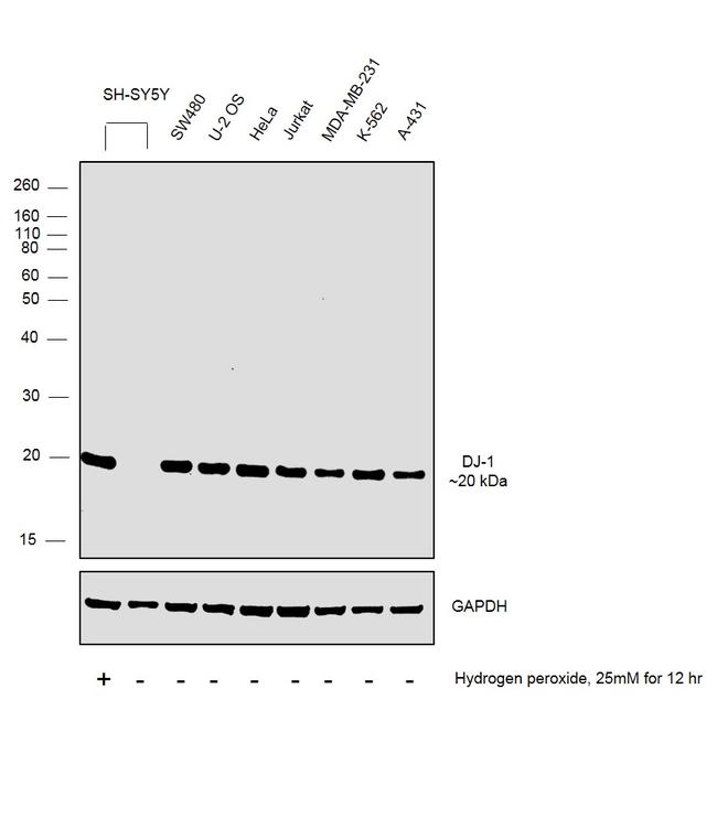 DJ-1 Antibody in Western Blot (WB)