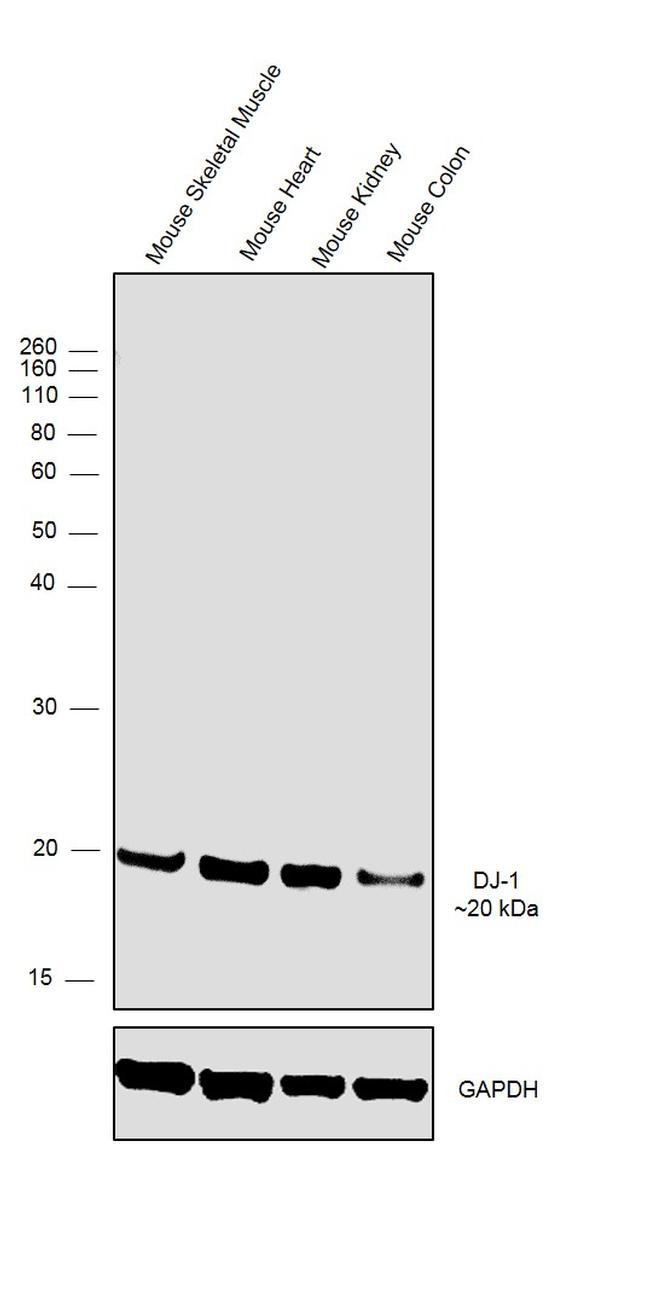 DJ-1 Antibody in Western Blot (WB)