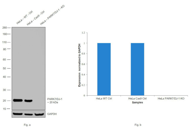 DJ-1 Antibody