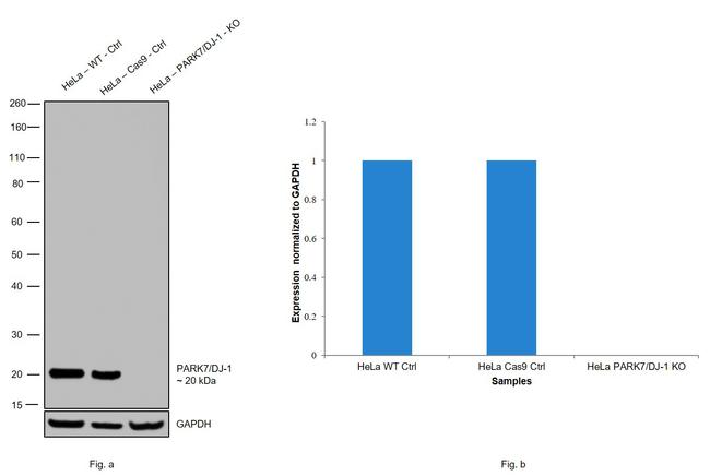 DJ-1 Antibody in Western Blot (WB)