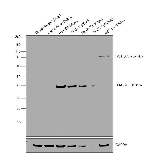 GST Tag Antibody in Western Blot (WB)