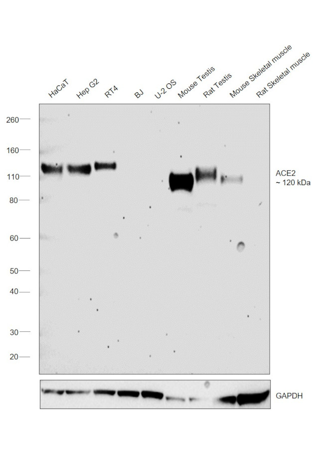 ACE2 Antibody