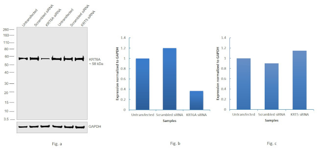 Cytokeratin 6 Antibody