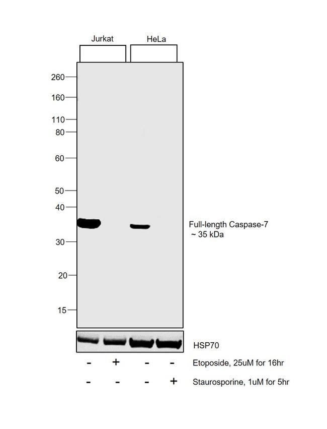 pro-Caspase 7 Antibody in Western Blot (WB)