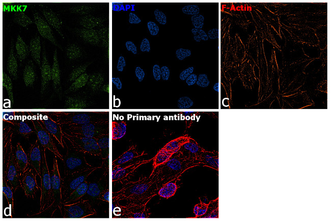 MKK7 Antibody in Immunocytochemistry (ICC/IF)