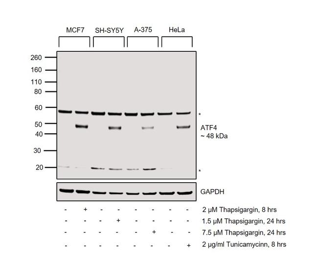 ATF4 Antibody in Western Blot (WB)