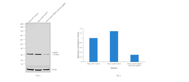 Cyclin D3 Antibody