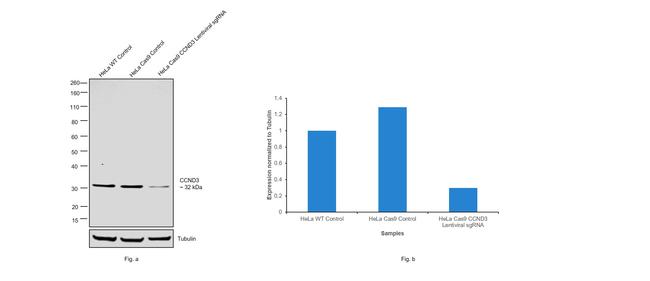 Cyclin D3 Antibody in Western Blot (WB)