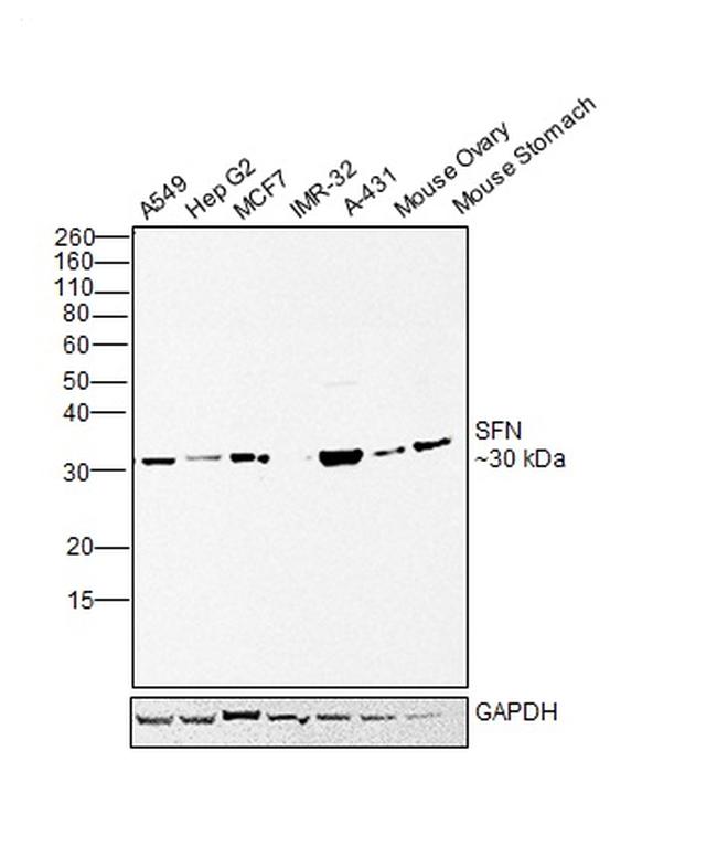 14-3-3 sigma Antibody in Western Blot (WB)