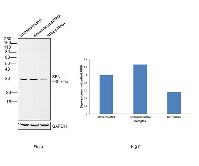 14-3-3 sigma Antibody in Western Blot (WB)