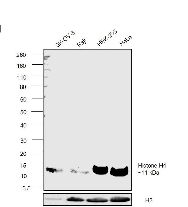 Histone H4 Antibody in Western Blot (WB)