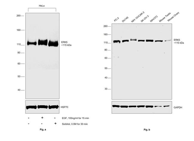 ERK5 Antibody in Western Blot (WB)