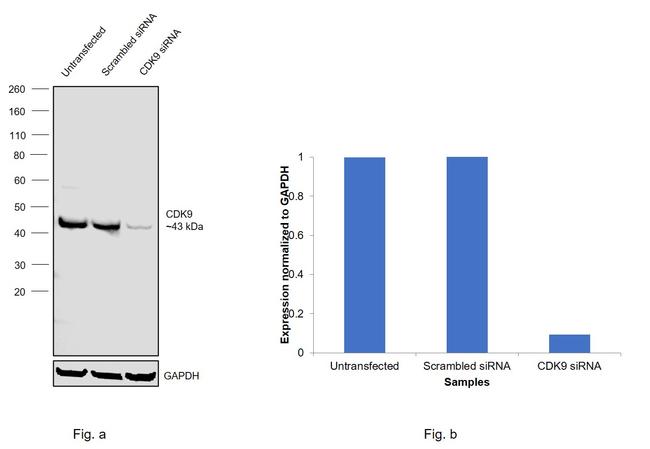 CDK9 Antibody in Western Blot (WB)