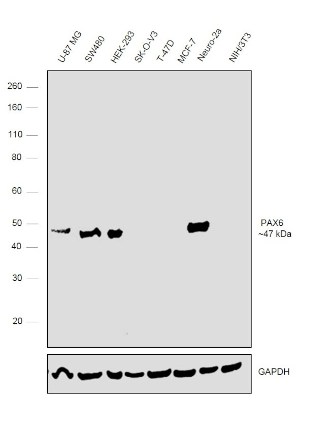 PAX6 Antibody