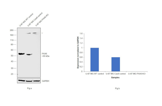 PAX6 Antibody