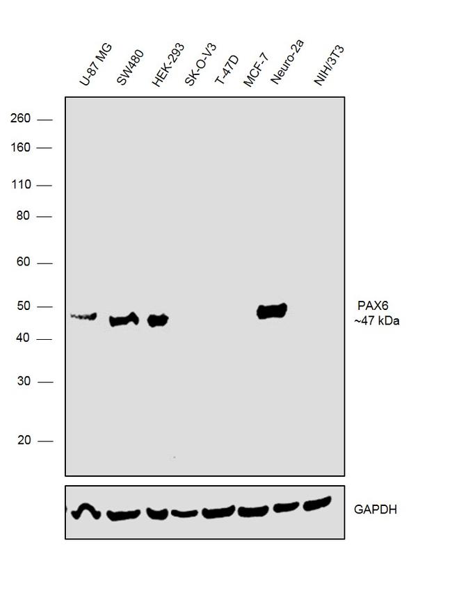 PAX6 Antibody in Western Blot (WB)