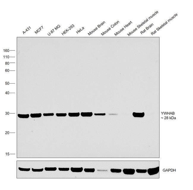 14-3-3 beta Antibody in Western Blot (WB)