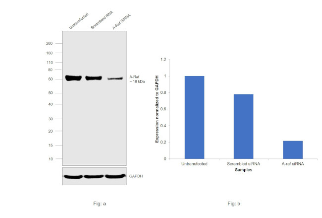 A-Raf Antibody