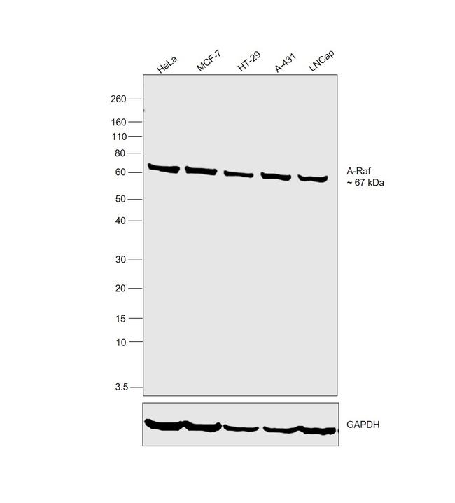 A-Raf Antibody in Western Blot (WB)