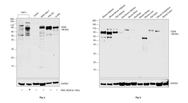 CD36 Antibody in Western Blot (WB)