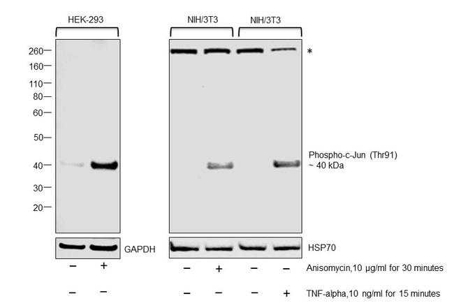 Phospho-c-Jun (Thr91) Antibody in Western Blot (WB)