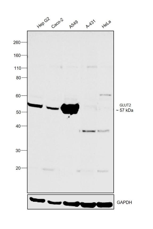 GLUT2 Antibody in Western Blot (WB)