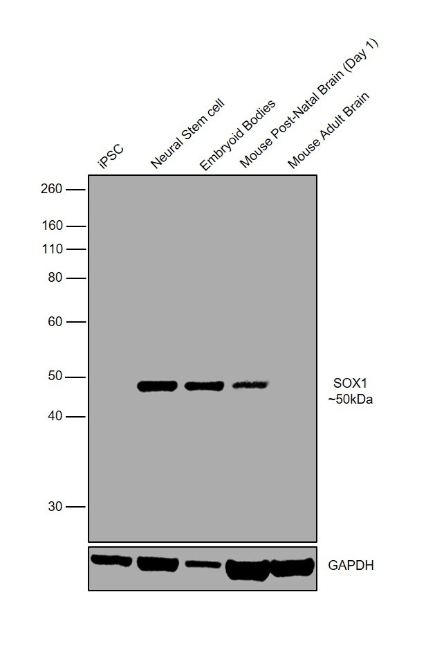 SOX1 Antibody