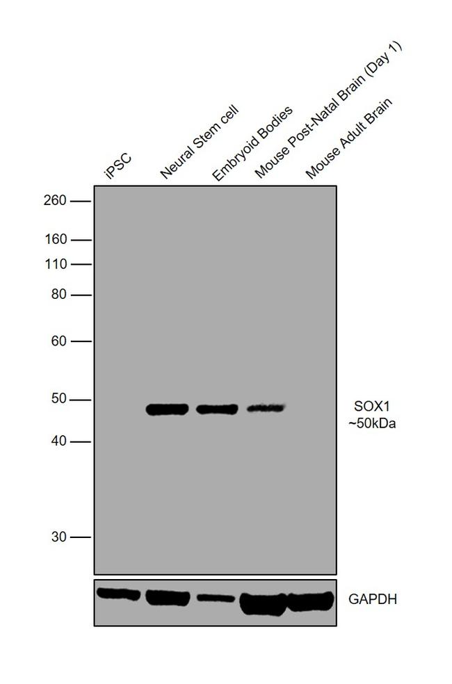 SOX1 Antibody in Western Blot (WB)