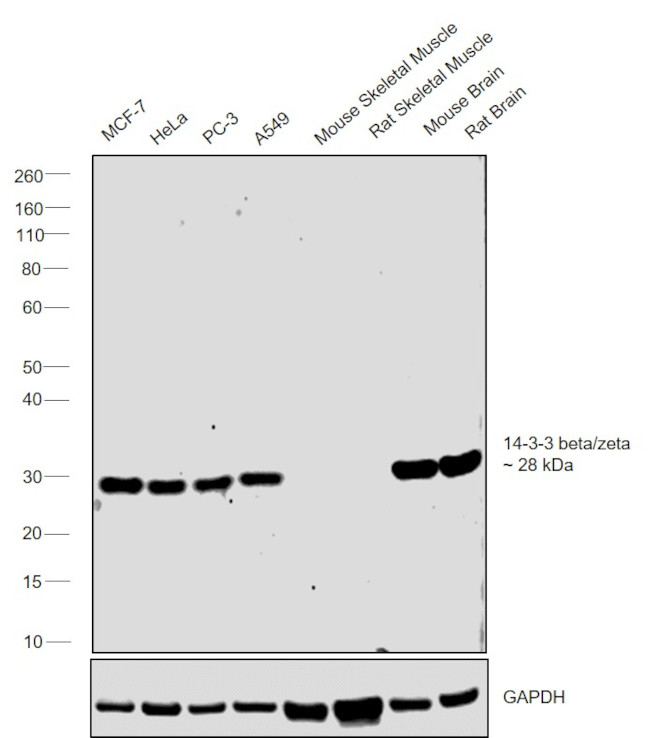 14-3-3 beta/zeta Antibody