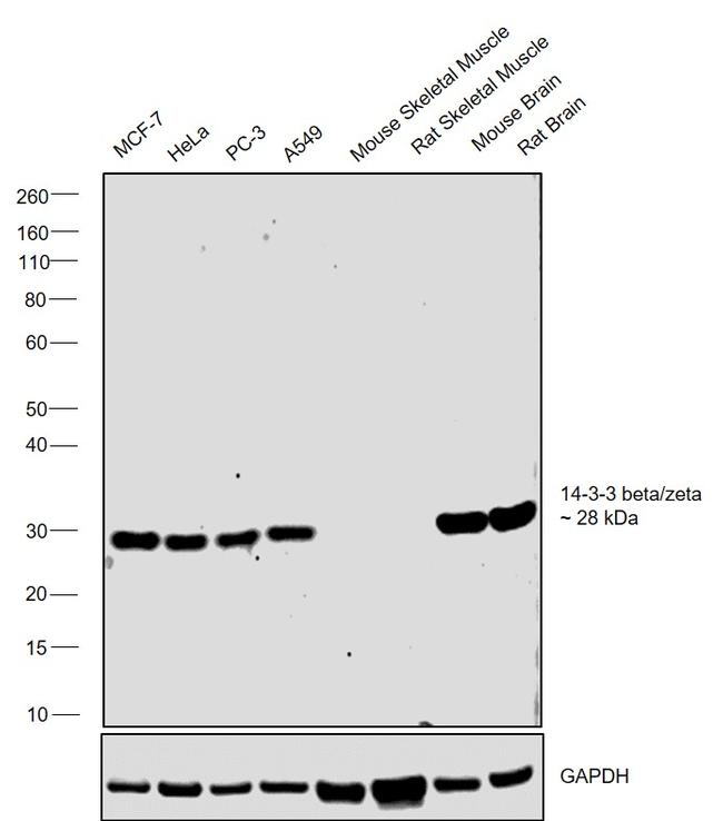 14-3-3 beta/zeta Antibody in Western Blot (WB)