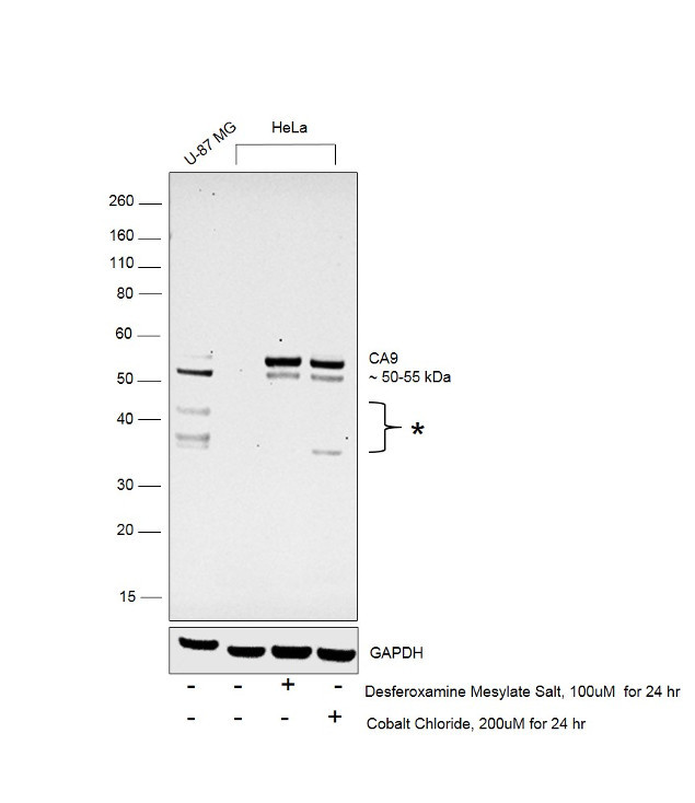 Carbonic Anhydrase IX Antibody