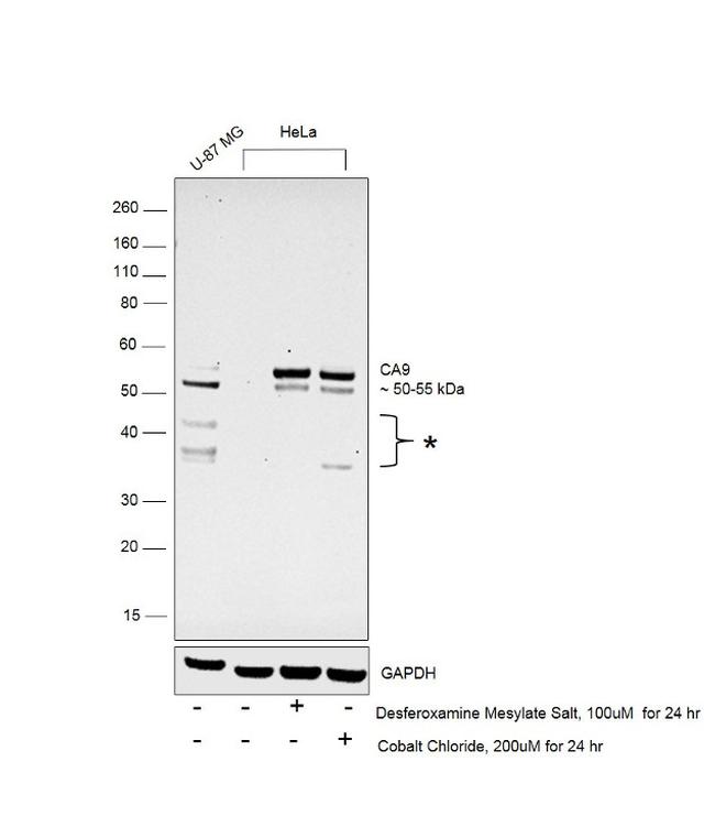 Carbonic Anhydrase IX Antibody in Western Blot (WB)