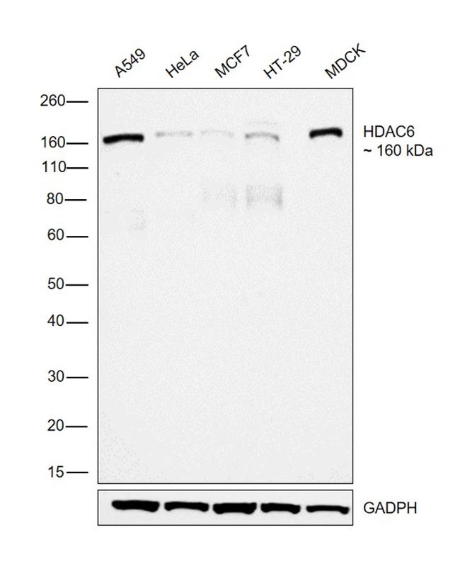 HDAC6 Antibody in Western Blot (WB)