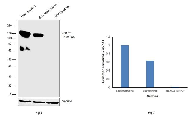 HDAC6 Antibody in Western Blot (WB)