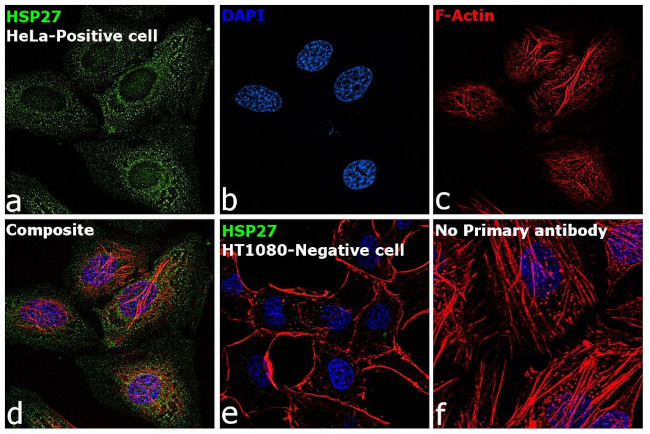 HSP27 Antibody