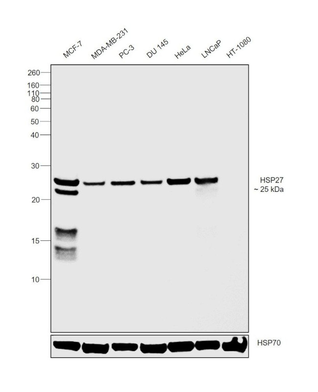 HSP27 Antibody