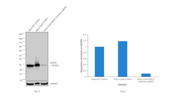 HSP27 Antibody