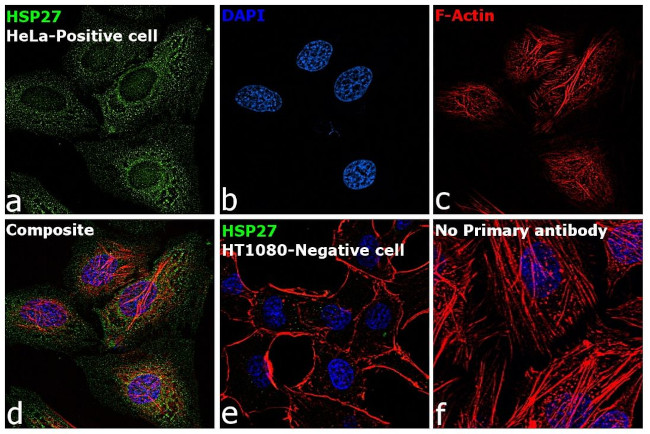 HSP27 Antibody in Immunocytochemistry (ICC/IF)