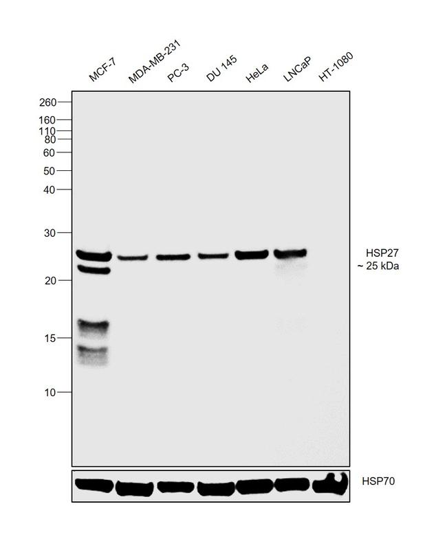 HSP27 Antibody in Western Blot (WB)