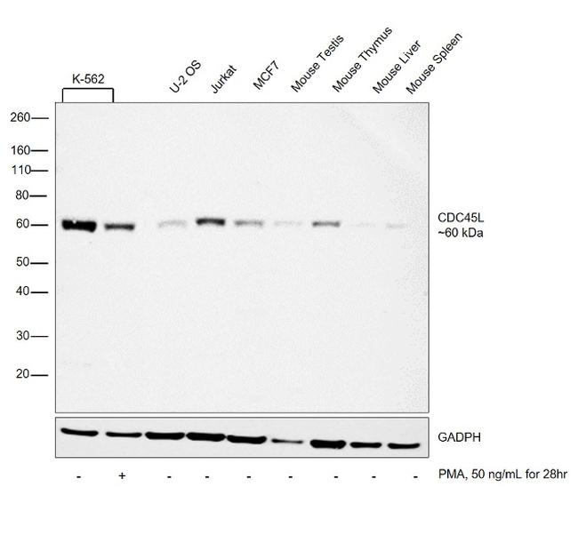 Cdc45L Antibody in Western Blot (WB)