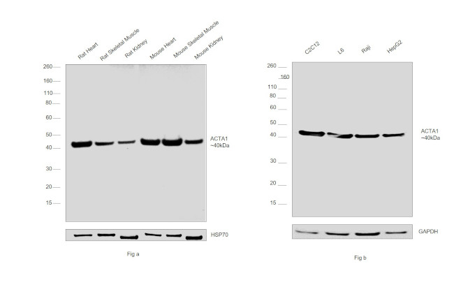 Actin Antibody