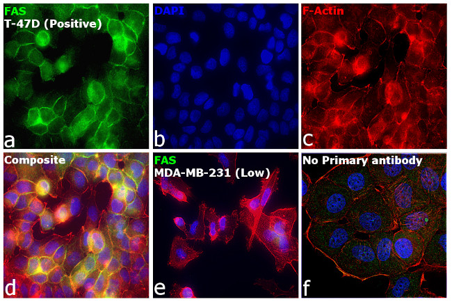 Fas Antibody