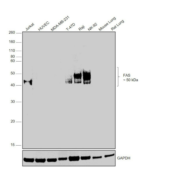 Fas Antibody