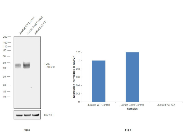 Fas Antibody