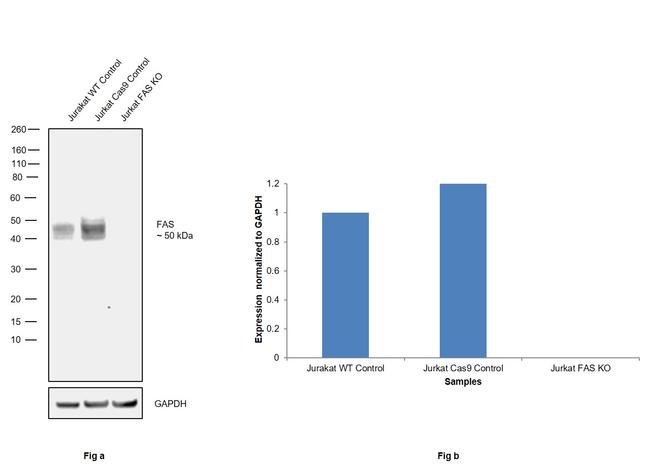 Fas Antibody in Western Blot (WB)