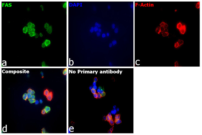 Fas Antibody in Immunocytochemistry (ICC/IF)