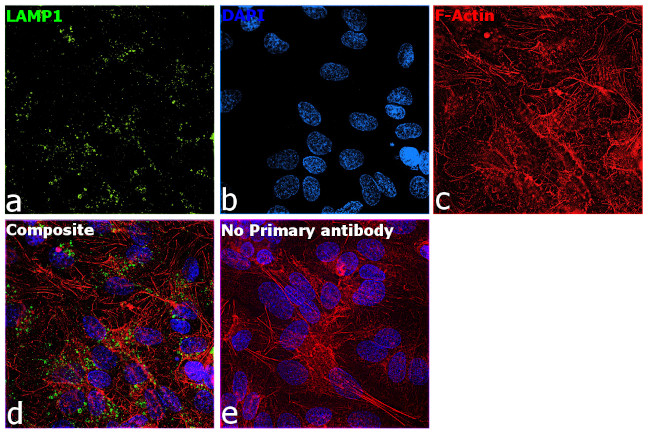 CD107a (LAMP-1) Antibody in Immunocytochemistry (ICC/IF)