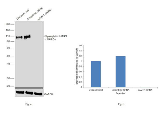 CD107a (LAMP-1) Antibody